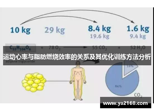 运动心率与脂肪燃烧效率的关系及其优化训练方法分析